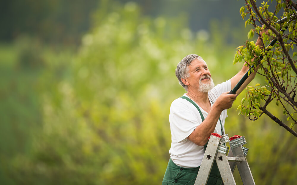 Glücklicher Senior schneidet bei einem Baum Äste